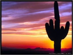 Zachód Słońca, Kaktus