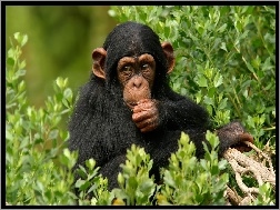 Szympans, Roślinność