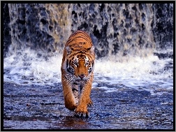 Wodospad, Tygrys, Woda