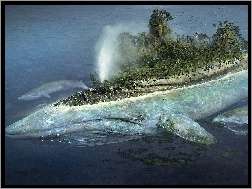 Wieloryb, Wyspa
