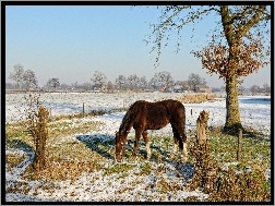 Wieś, Koń, Zima, Drzewo
