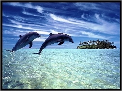 Wyspa, Delfiny, Dwa, Ocean