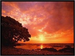 Zachód Słońca, Drzewo, Morze