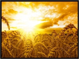 Zbóż, Promienie Słońca, Kłosy