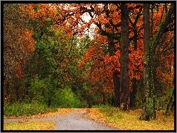 Alejki, Park, Jesień, Drzewa