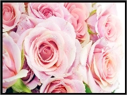 Róż, Bukiet, Różowych