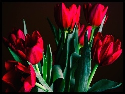 Tulipanów, Bukiet, Czerwonych