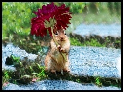 Deszcz, Chipmunk, Kwiatek