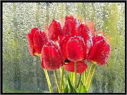 Deszcz, Tulipany, Czerwone, Szyba