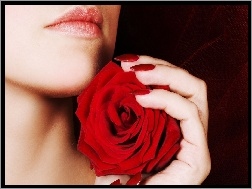 Dłoń, Czerwona, Kobieta, Róża