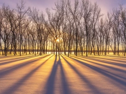 Zima, Drzewa, Cień, Wschód słońca