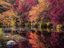 Drzewa, Las, Rzeka, Jesień, Kolorowe