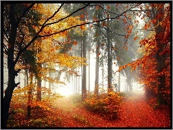 Drzewa, Drogi, Jesień, Liście, Las, Mgła