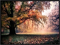 Drzewa, Światło, Jesień, Liście, Park, Przebijające