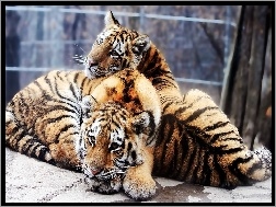 Tygrysy, Dwa, Młode
