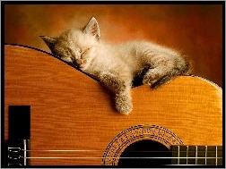Gitarze, Śpiący, Kotek, Na