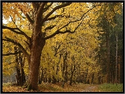 Jesień, Drzewa, Park, Liście
