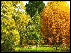Jesień, Drzewa, Kolorowe, Park, Ławki