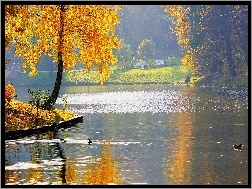 Jesień, Kaczki, Woda, Park, Drzewa