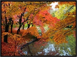 Jesień, Drzewa, Kolorowe, Rzeka, Park