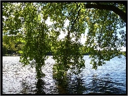 Jezioro, Gałęzie