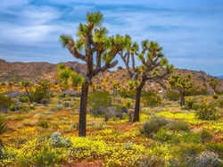 Wzgórza, Drzewo Jozuego, Jukki krótkolistne, Stany Zjednoczone, Kalifornia, Park Narodowy Joshua Tree, Roślinność