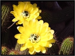 Kaktus, Kwiaty