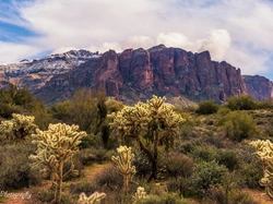 Kaktusy, Skały, Superstition Mountains, Stany Zjednoczone, Arizona, Góry, Roślinność