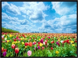 Chmury, Kolorowe, Tulipany
