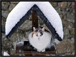 Śnieg, Zima, Kot, Daszek