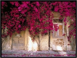 Kwiatami, Domu, Ściana, Pokryta