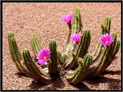 Pustynia, Kwitnący, Kaktus