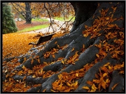 Liście, Drzewo, Jesień, Korzenie