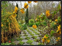 Kwiaty, Ogród, Żółte