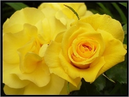 Żółte, Róże