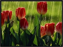 Tulipany, Deszcz