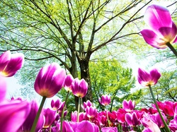 Drzewa, Tulipany, Kwiaty