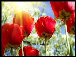 Tulipany, Słońca, Promienie, Czerwone