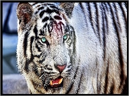 Tygrys, Biały