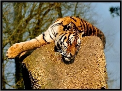 Kamień, Tygrys, Odpoczynek