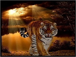 Słońca, Tygrys, Promienie