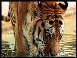 Wodę, Tygrys, Pijący