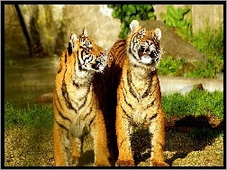 Tygrysy, Koty