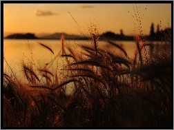 Zachód słońca, Jezioro, Trawy