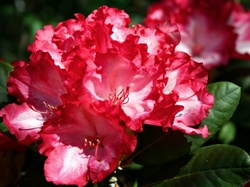 Zbliżenie, Czerwony, Rododendron, Kwiat